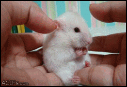 Startled hamster