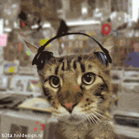 gato escutando som