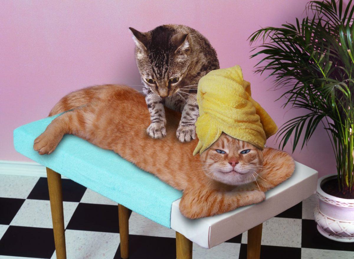 gato massagista