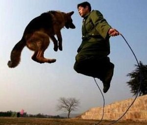 cachorro pulando corda