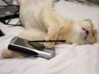 gato mexendo celular