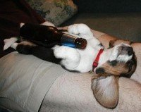 cachorro bebendo cerveja