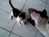 gato atacando pitbull