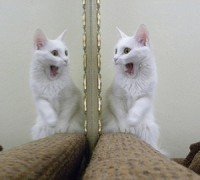 gato espelho