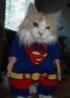 gato super heroi