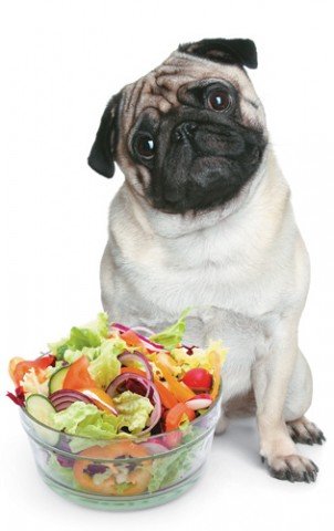 Cachorro vegetariano