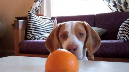 beagle laranja1