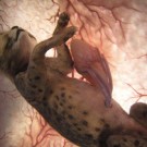 Animais dentro do útero 2