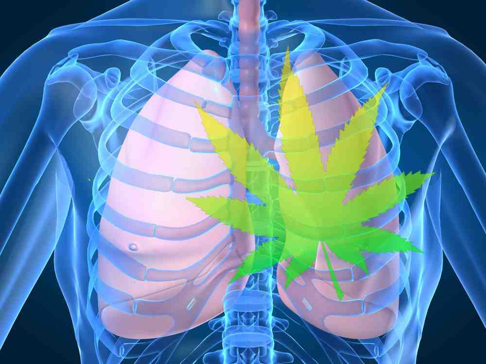 O que a maconha faz com os seus pulmoes