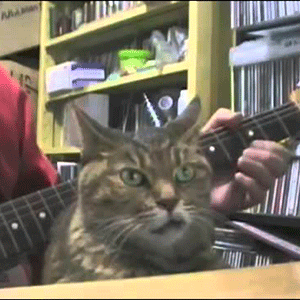 Quando nem o seu gato da a minima foda pra você tocando guitarra thumb