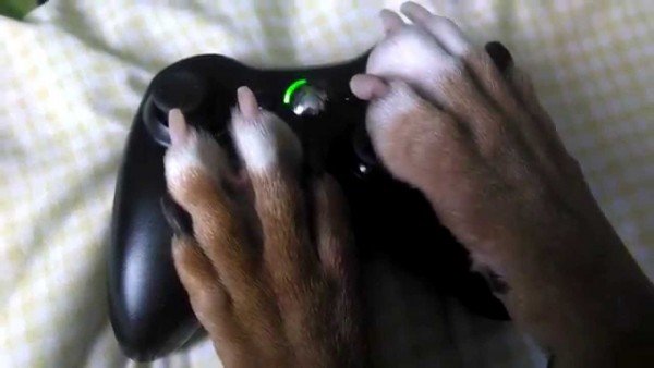 Ser um cachorro e viver dentro de um jogo de video game