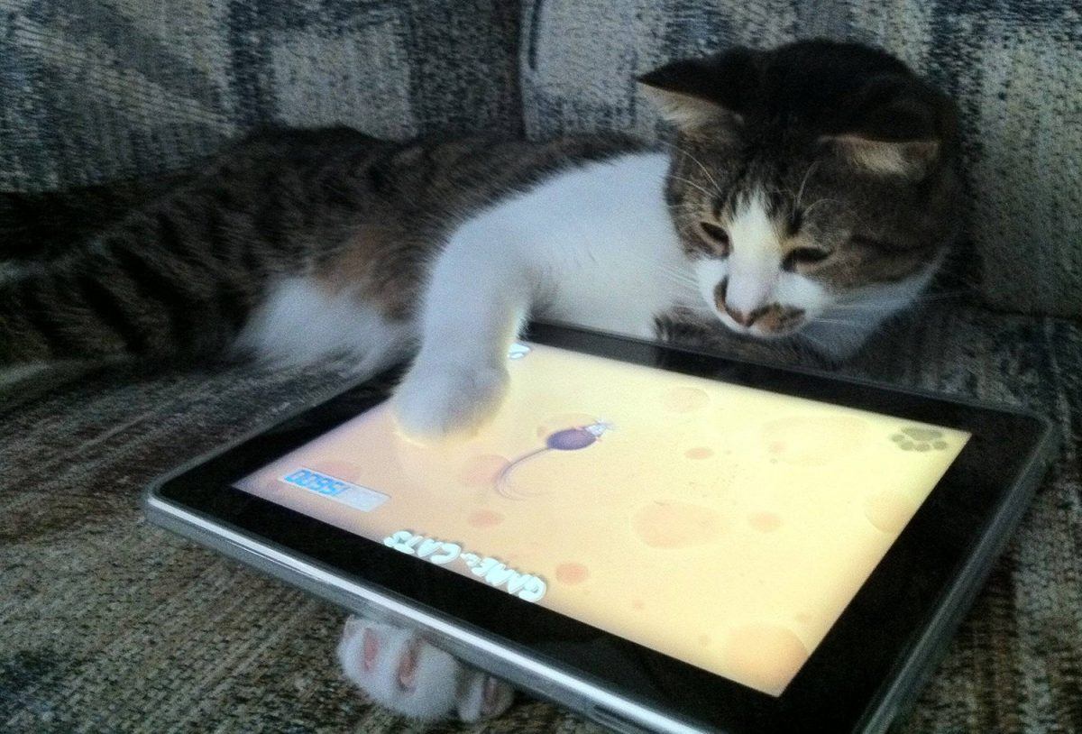 gato vs video game