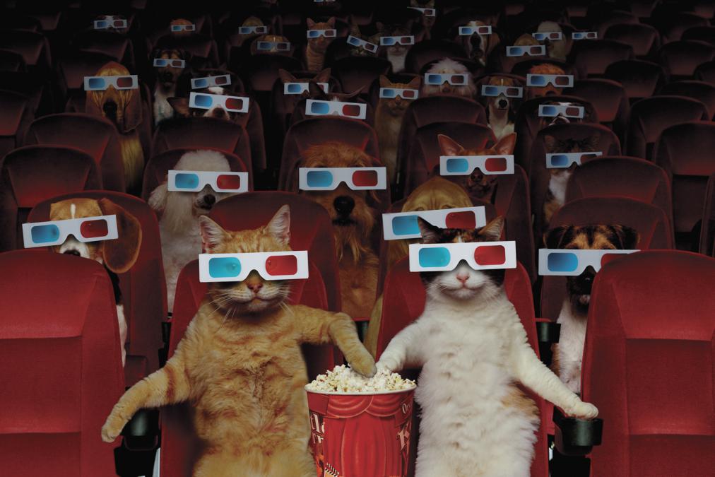 100 anos de gatos no cinema
