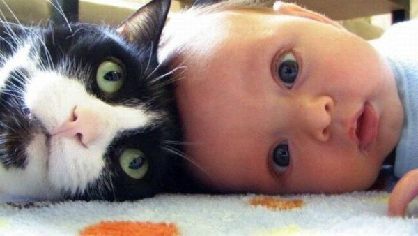 Ter um bebe VS ter um gato 10