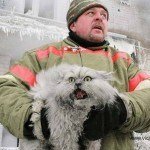 Como os russos resgatam um gato preso em uma arvore 2