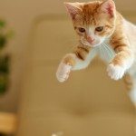 Movimentos felinos e suas traducoes na linguagem humana thumb
