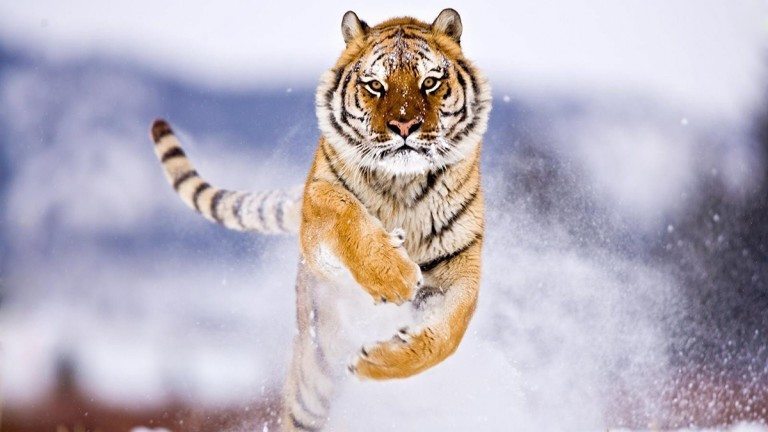 Os medos sao tigres de papel thumb