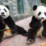 Pandas criando confusao e perseguindo funcionarios 2
