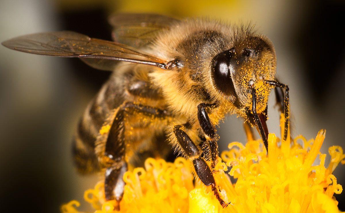 Por que as abelhas estao desaparecendo 3
