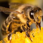 Por que as abelhas estao desaparecendo 3