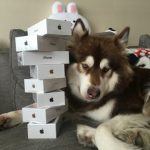 Chines excentrico compra oito iPhones 7 para a sua cadela 1