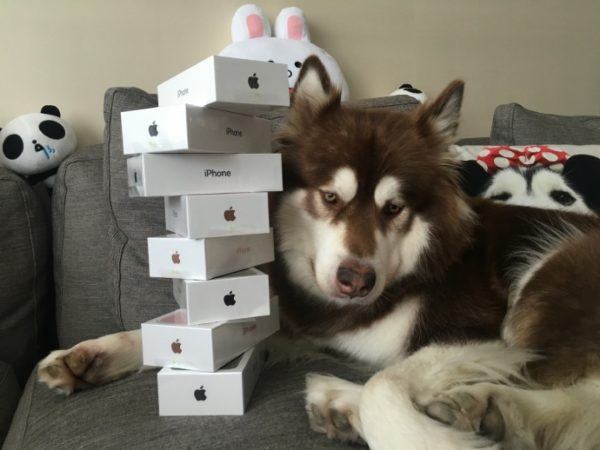 Chines excentrico compra oito iPhones 7 para a sua cadela 1