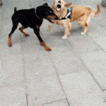 cachorro capoeira