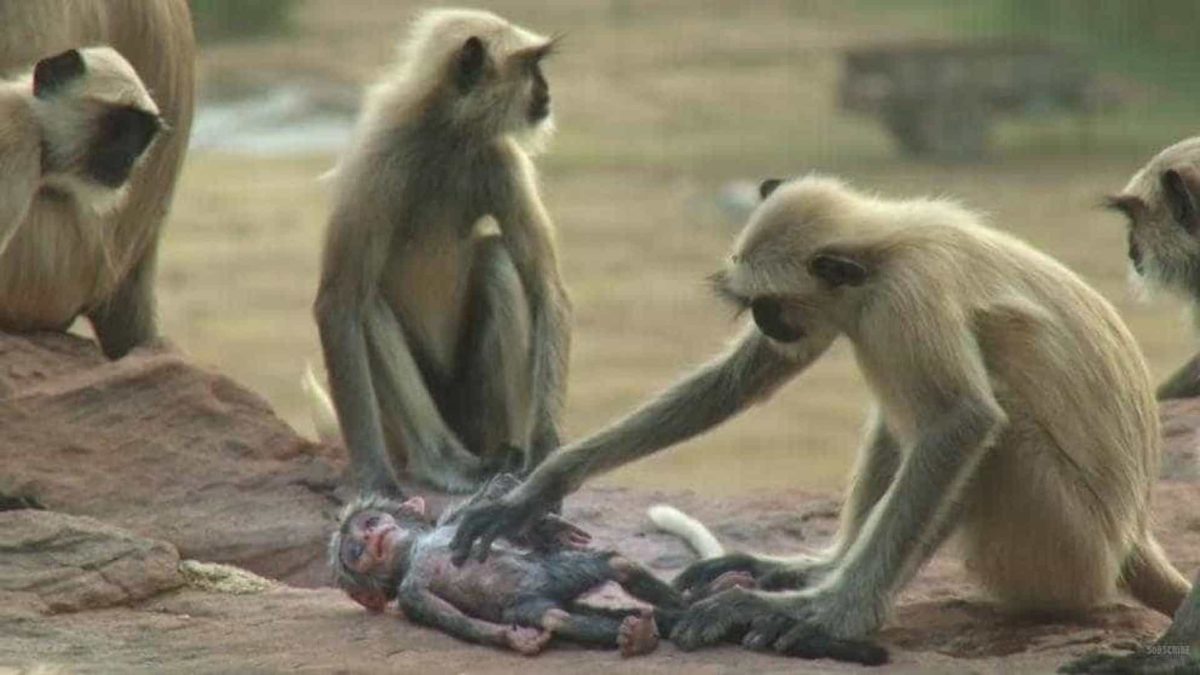 Documentario da BBC mostra um grupo de macacos de luto e chorando apos a morte de um macaquinho robo