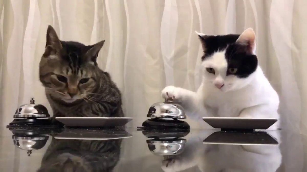 Gatos pedindo por comida tocando um sino