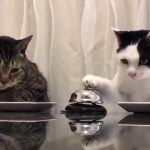 Gatos pedindo por comida tocando um sino
