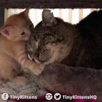 Pequenos gatinhos que curaram a agressividade de um gato selvagem 2