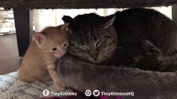 Pequenos gatinhos que curaram a agressividade de um gato selvagem 3