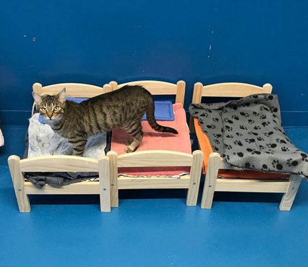 Ikea doa camas de bonecas para abrigo de gatinhos 1