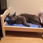Ikea doa camas de bonecas para abrigo de gatinhos 4