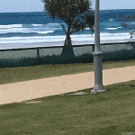 cachorro pulando mar