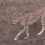 leopardo safari