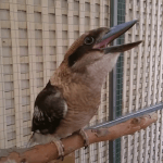 Kookaburra passarinho cantando