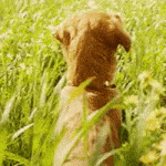 cachorro campo verdejante 1