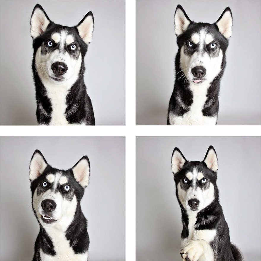 Lindo ensaio fotográfico para cães ajudam na adoção dos animais 3