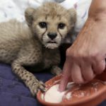 Esse bebê guepardo é a própria definição de fofura
