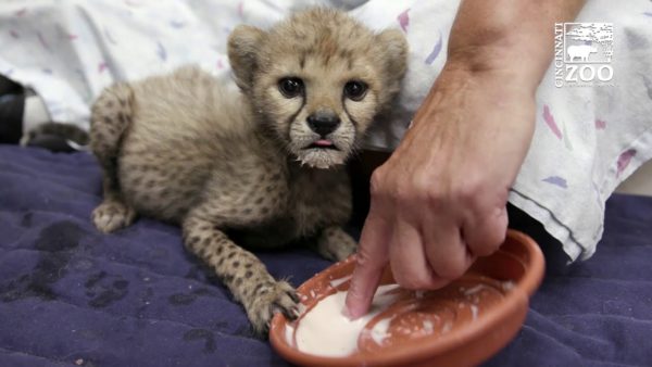 Esse bebê guepardo é a própria definição de fofura