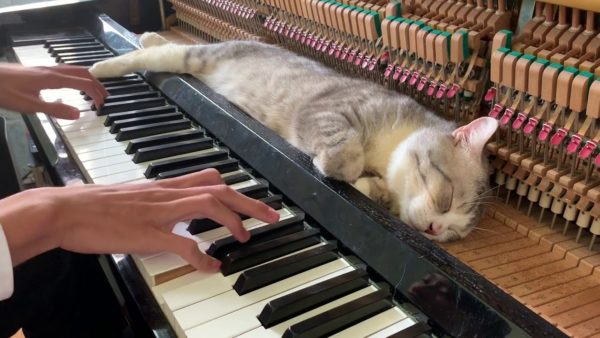 O gato do piano enquanto dono toca felino se delicia com o som