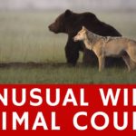 Lassi Rautiainen registra amizade entre um lobo cinzento e um urso pardo 15