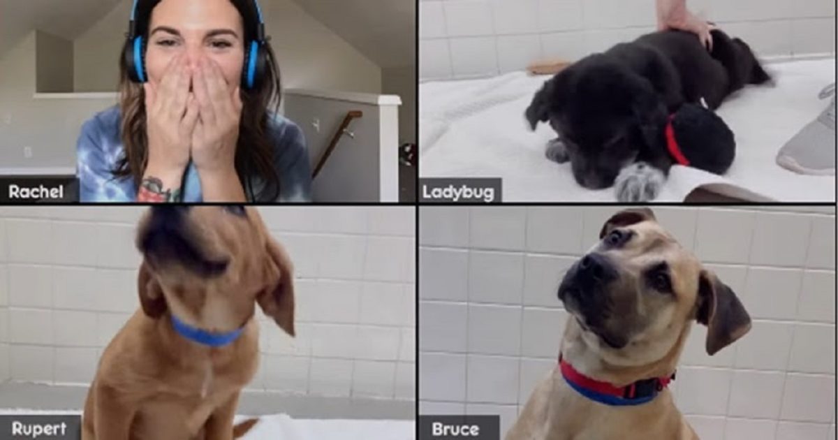 Pedigree e Zoom parceria permite adotar cachorros através de chamada de vídeo durante quarentena