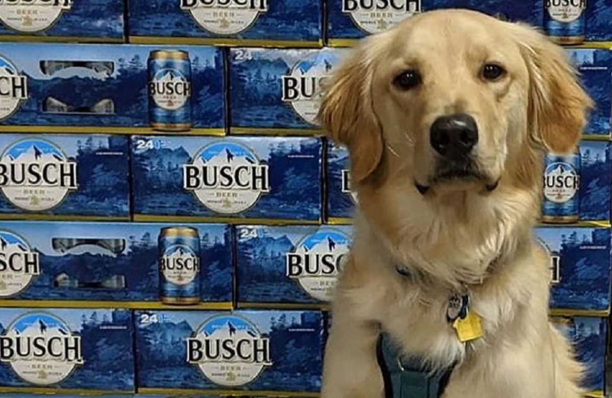 Anheuser Busch InBev cervejaria deu cerveja de graca para quem adotasse um cachorro durante a quarentena