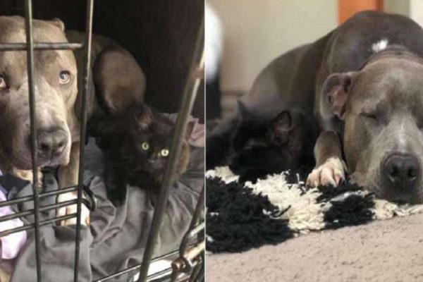 Amor de cao e gato pitbull convence mae humana a adotar gatinho e faz sucesso na Internet 6