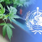 Boa noticia Organizacao Mundial da Saude remove cannabis da lista de drogas