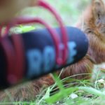 O som de um bebe esquilo comendo