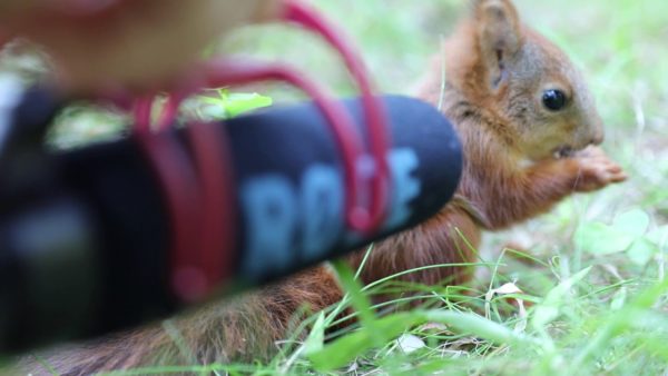 O som de um bebe esquilo comendo