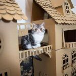 Donos de gatos estao criando fortes de papelao para seus animais 9